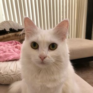 Meet your Posher, Yuko